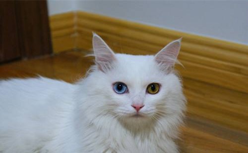 山东狮子猫