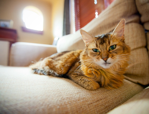 索马里猫长什么样 索马里猫外形图片欣赏