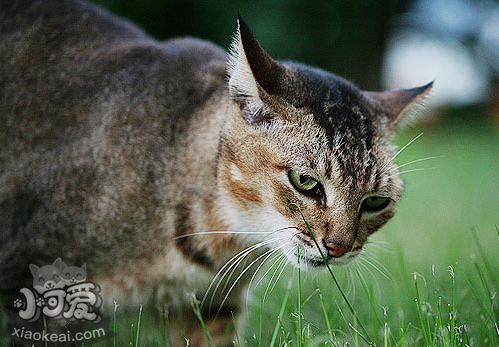 怎么训练索马里猫握手 索马里猫握手训练方法