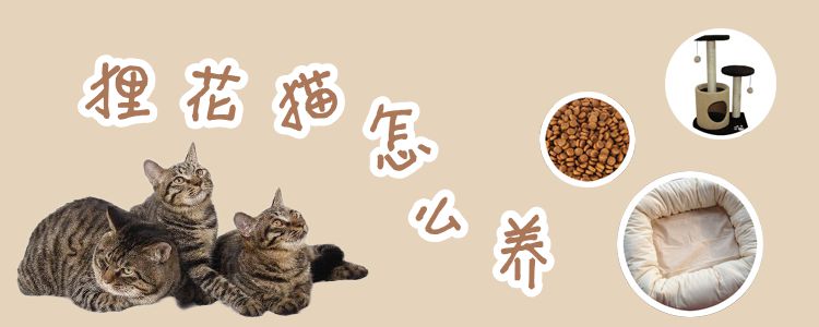 狸花猫怎么养