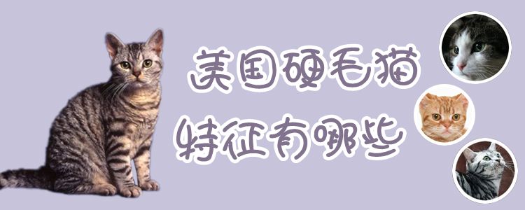 美国硬毛猫特征有哪些