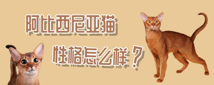 阿比西尼亚猫性格怎么样