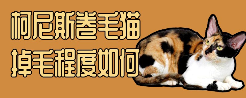 柯尼斯卷毛猫掉毛程度如何