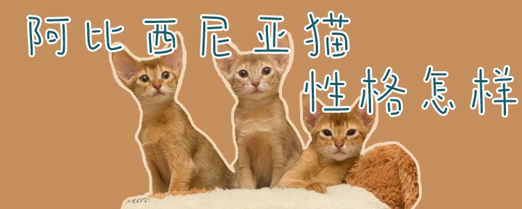 阿比西尼亚猫性格怎样