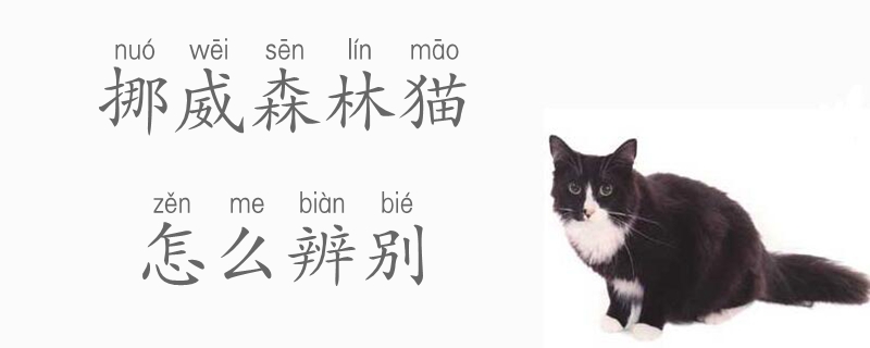 挪威森林猫怎么辨别