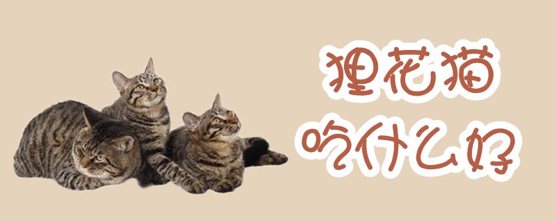 狸花猫吃什么好