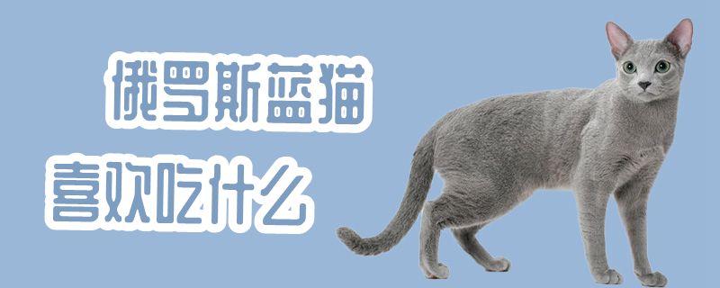 俄罗斯蓝猫喜欢吃什么