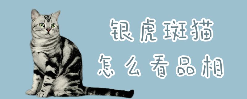 银虎斑猫怎么看品相