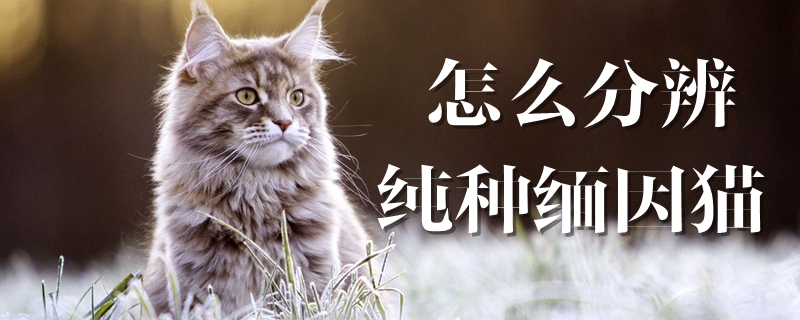 怎么分辨纯种缅因猫