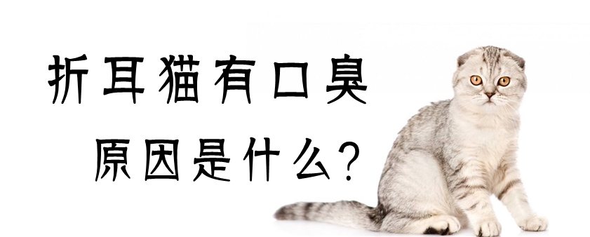 折耳猫有口臭原因是什么