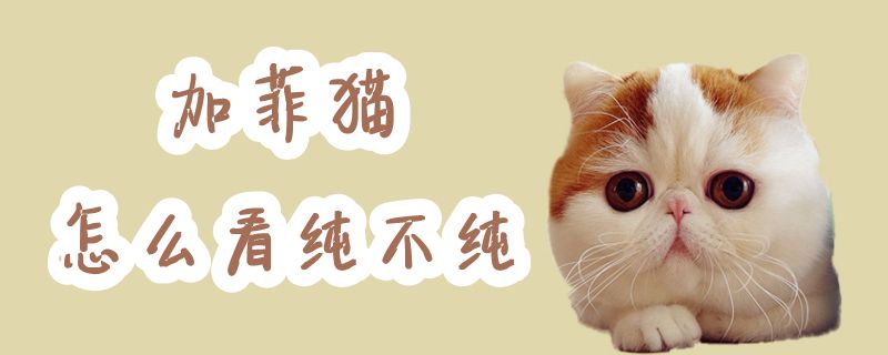 加菲猫怎么看纯不纯