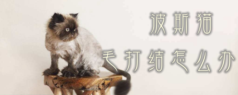 波斯猫毛打结怎么办