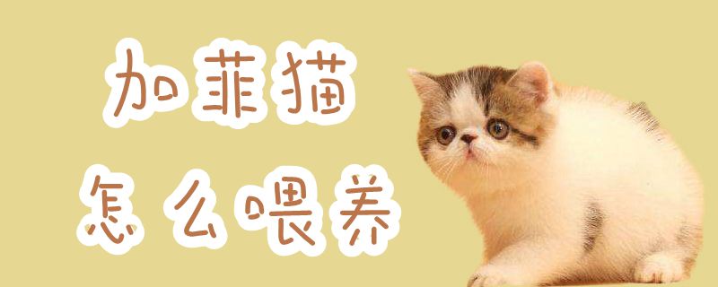 加菲猫怎么喂养