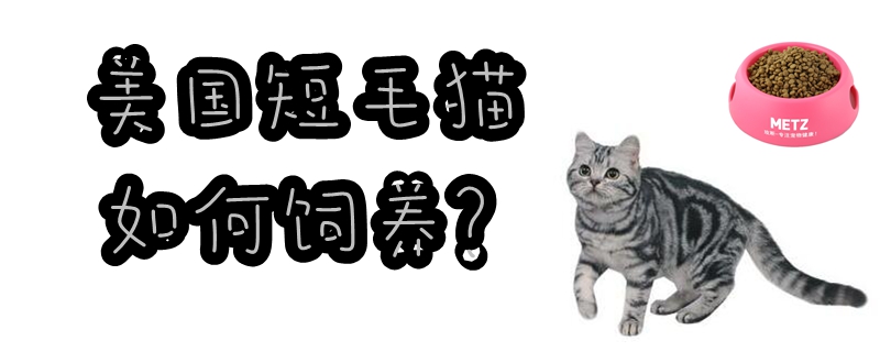 美国短毛猫如何饲养