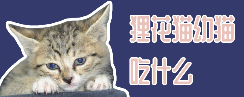 狸花猫幼猫吃什么