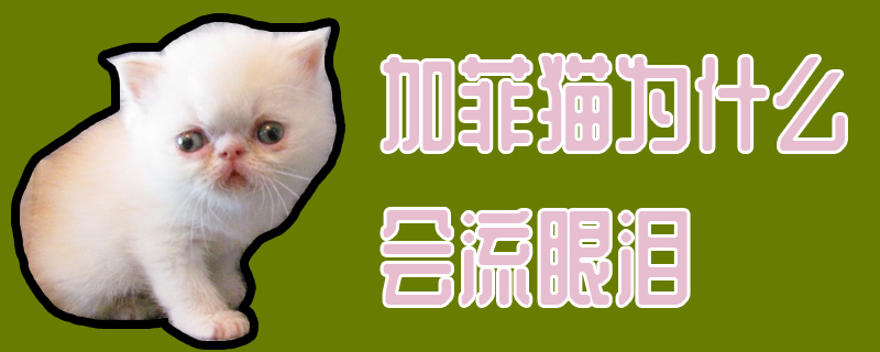 加菲猫为什么会流眼泪