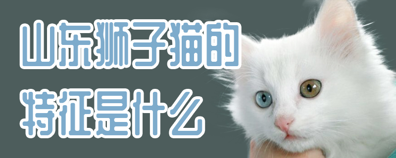 山东狮子猫的特征是什么