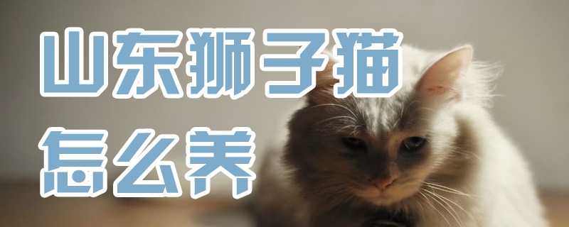 山东狮子猫怎么养