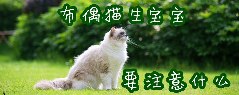 布偶猫生宝宝注意什么