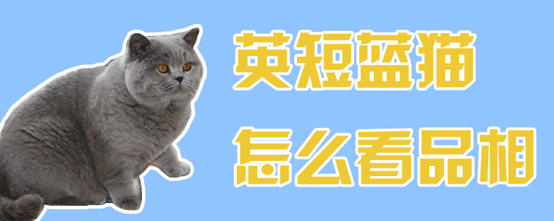 英短蓝猫怎么看品相