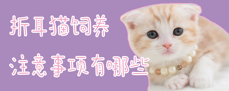 折耳猫饲养注意事项有哪些