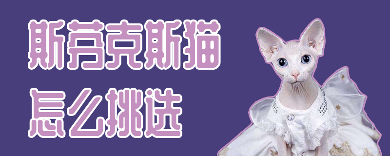 斯芬克斯猫怎么挑选