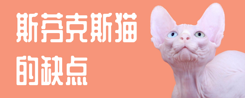 斯芬克斯猫的缺点