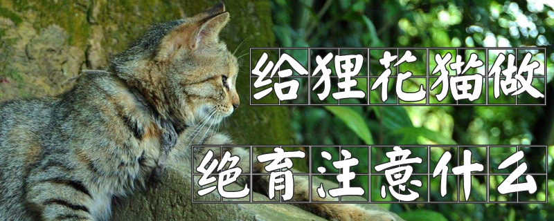 给狸花猫做绝育注意什么