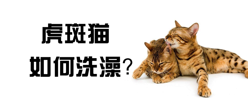 虎斑猫如何洗澡