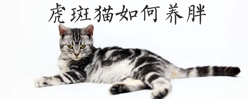 虎斑猫如何养胖