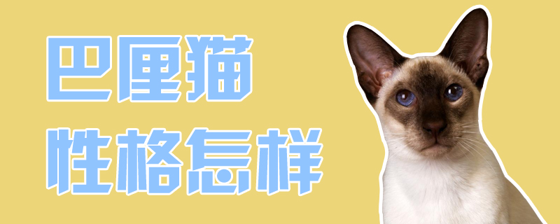 巴厘猫性格怎样