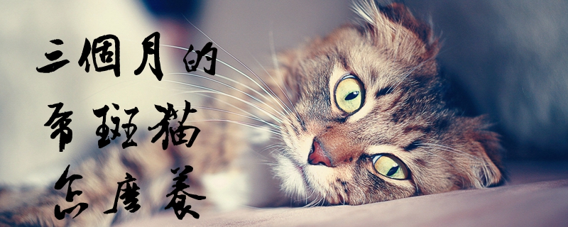 三个月的虎斑猫怎么养