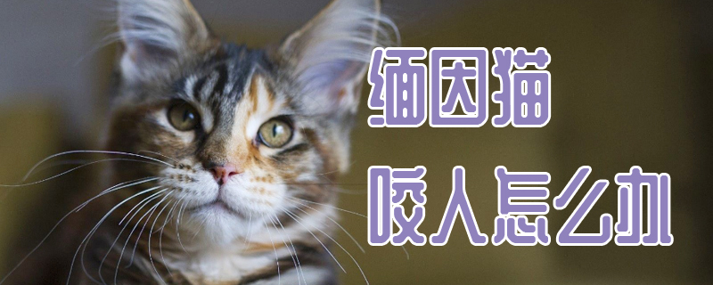 缅因猫咬人怎么办