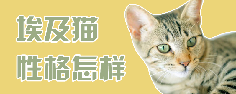 埃及猫性格怎样