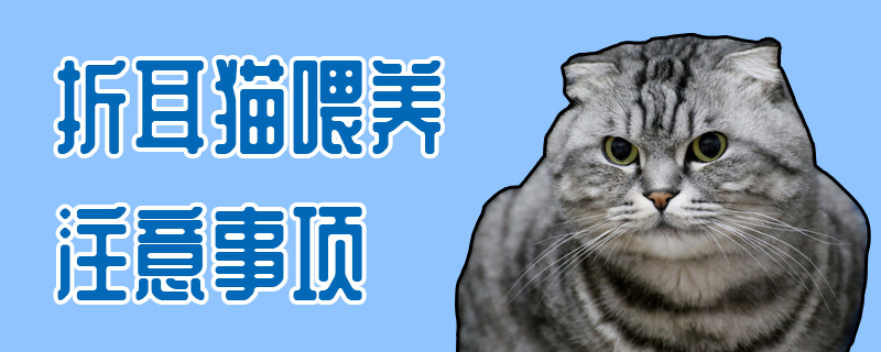 折耳猫喂养注意事项