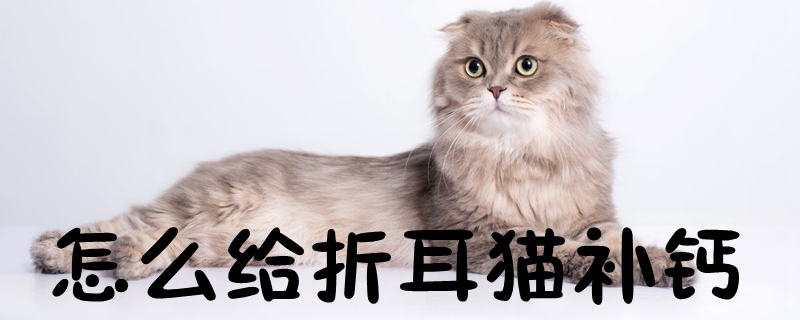 怎么给折耳猫补钙