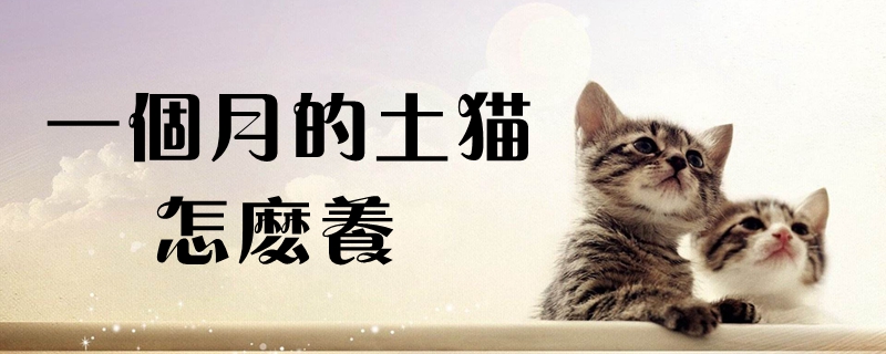 一个月的土猫怎么养