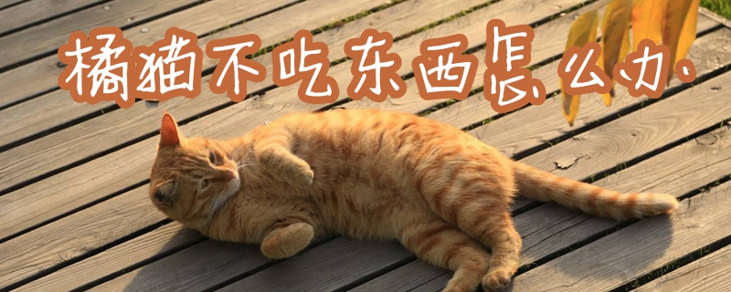 橘猫不吃东西怎么办