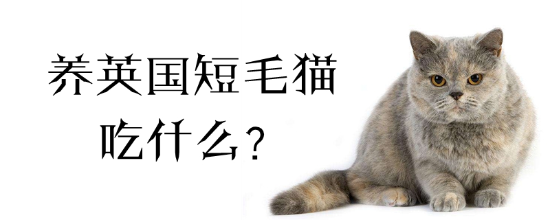 养英国短毛猫吃什么