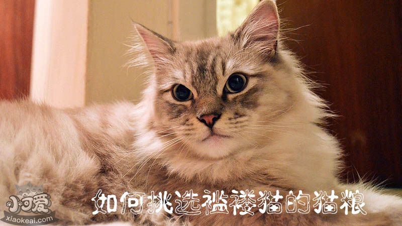 如何挑选褴褛猫的猫粮_小可爱宠物网