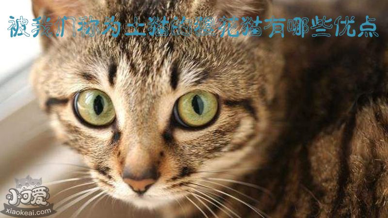 被CFA认可，但被我们称为土猫的狸花猫有哪些优点