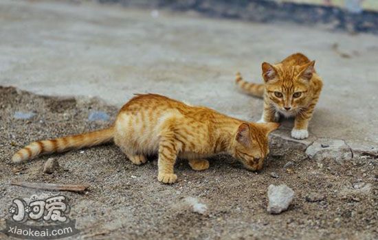 流浪猫吃火腿肠吗