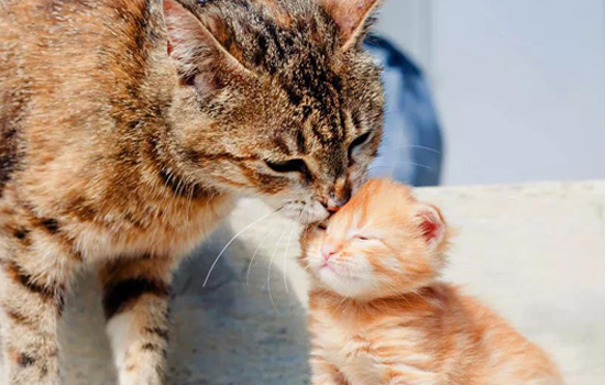 养小奶猫需要注意什么东西