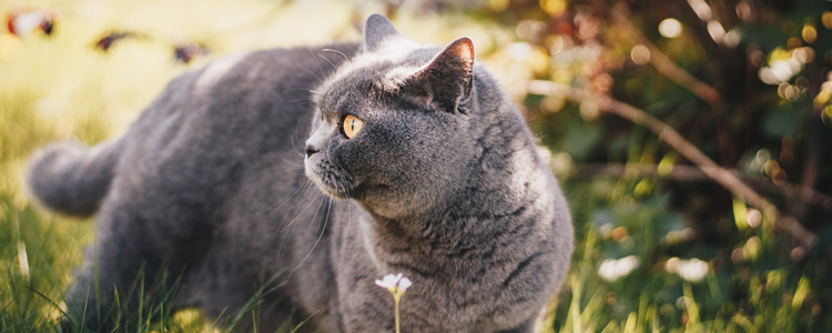 英短蓝猫夏天怎么度过 剃毛小心降温不成反中暑