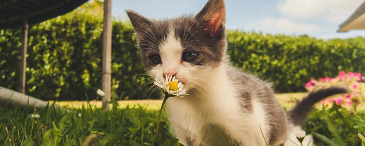 被小奶猫挠了会得狂犬病吗