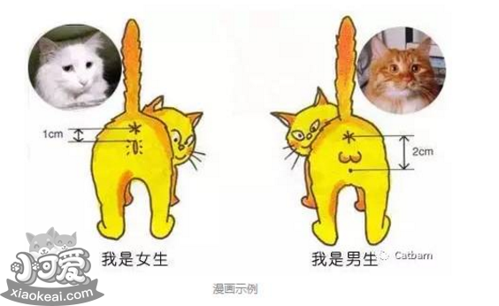 暹罗猫怎么分公母